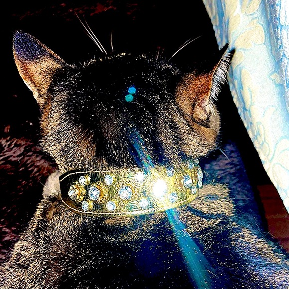 Puppia Gold Sparkle leash collar harness set. Furrylicious! Excellent condition. - Picture 4 of 12